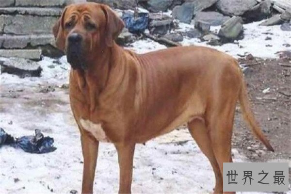 世界十大护卫犬 加纳利犬比藏獒还猛，第一养起来很贵