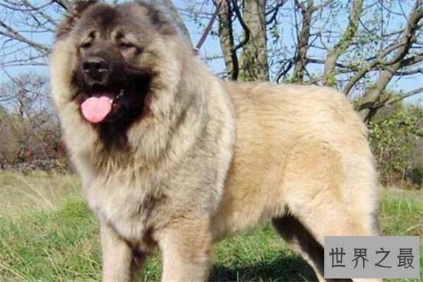 世界十大护卫犬 加纳利犬比藏獒还猛，第一养起来很贵