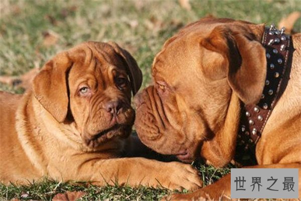 世界十大护卫犬 加纳利犬比藏獒还猛，第一养起来很贵