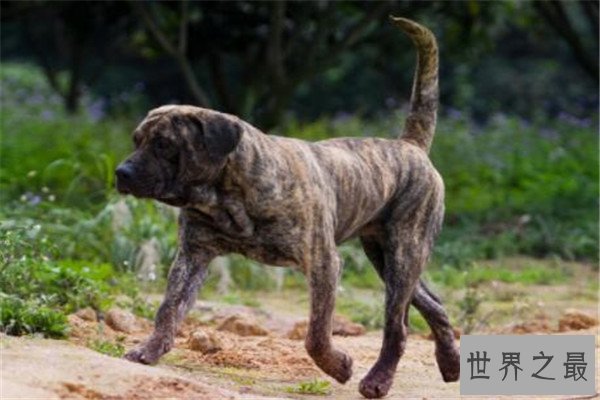 世界十大护卫犬 加纳利犬比藏獒还猛，第一养起来很贵