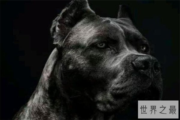 世界十大护卫犬 加纳利犬比藏獒还猛，第一养起来很贵