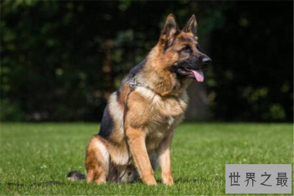 世界十大护卫犬 加纳利犬比藏獒还猛，第一养起来很贵