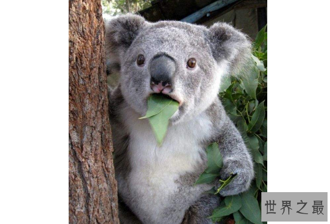 世界十大最可爱的动物 萌化你的心，个个都是小可爱