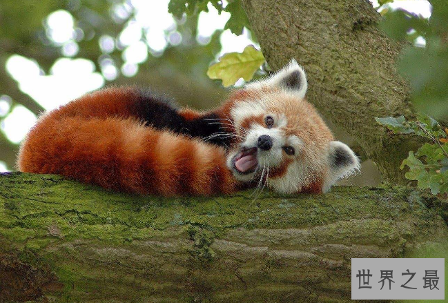 世界十大最可爱的动物 萌化你的心，个个都是小可爱