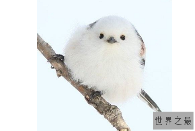 世界十大最可爱的动物 萌化你的心，个个都是小可爱