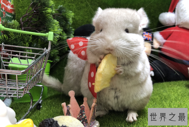 世界十大最可爱的动物 萌化你的心，个个都是小可爱