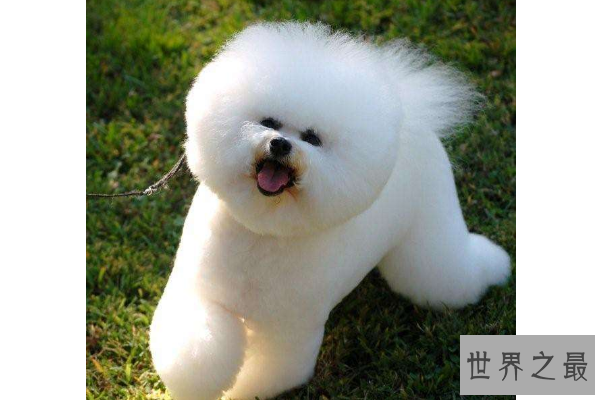 世界十大最可爱的动物 萌化你的心，个个都是小可爱