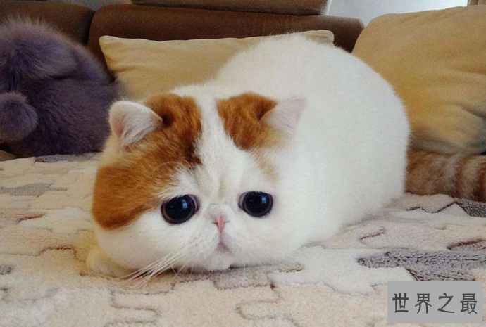 世界十大最可爱的动物 萌化你的心，个个都是小可爱