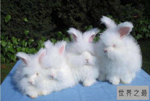 世界十大最可爱的动物 萌化你的心，个个都是小可爱