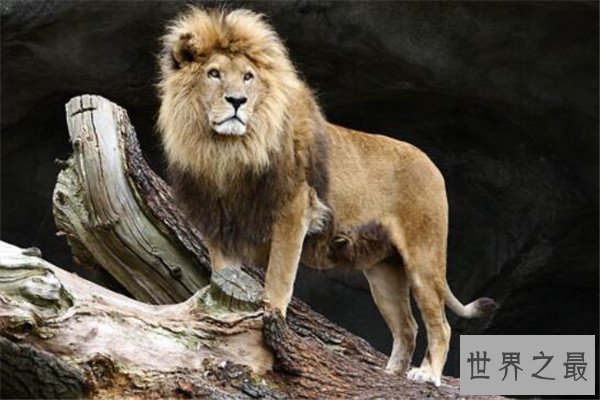 世界十大杀人动物 遇箱形水母能躲则躲，毒镖蛙一次能致死十人