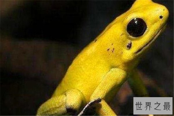 世界十大杀人动物 遇箱形水母能躲则躲，毒镖蛙一次能致死十人