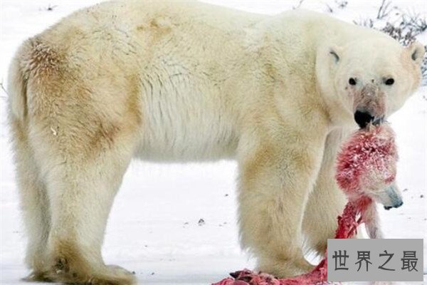 世界十大杀人动物 遇箱形水母能躲则躲，毒镖蛙一次能致死十人