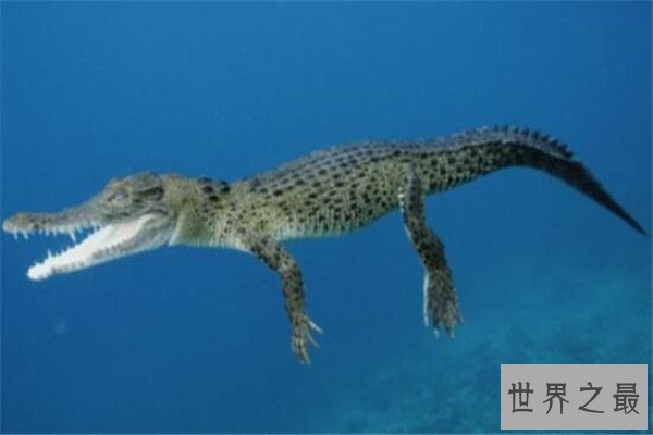 世界十大杀人动物 遇箱形水母能躲则躲，毒镖蛙一次能致死十人