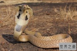 世界十大杀人动物 遇箱形水母能躲则躲,毒镖蛙一次能致死十人