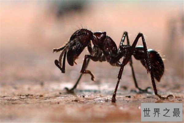 世界十大杀人动物 遇箱形水母能躲则躲，毒镖蛙一次能致死十人