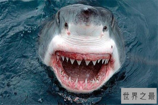 世界十大杀人动物 遇箱形水母能躲则躲，毒镖蛙一次能致死十人