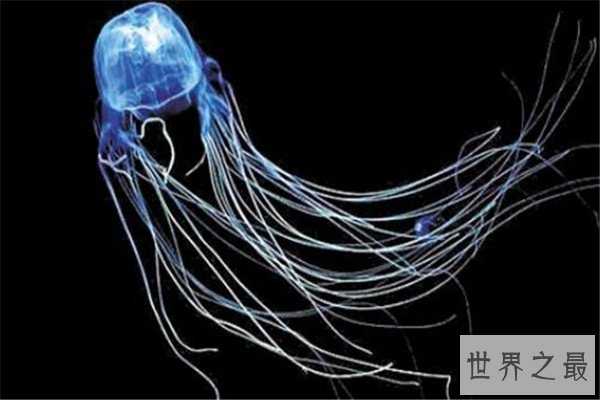 世界十大杀人动物 遇箱形水母能躲则躲，毒镖蛙一次能致死十人