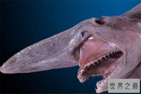 世界十大古老动物 蝌蚪虾长相丑陋，七鳃鳗会引起极度不适