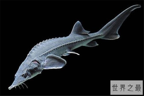 世界十大古老动物 蝌蚪虾长相丑陋，七鳃鳗会引起极度不适