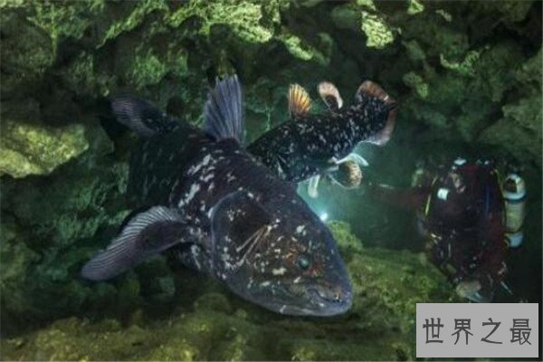 世界十大古老动物 蝌蚪虾长相丑陋，七鳃鳗会引起极度不适