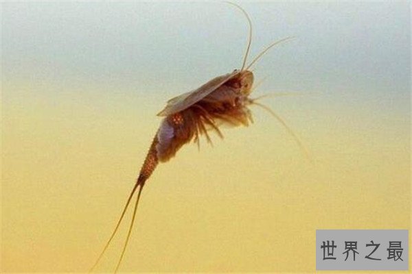 世界十大古老动物 蝌蚪虾长相丑陋，七鳃鳗会引起极度不适