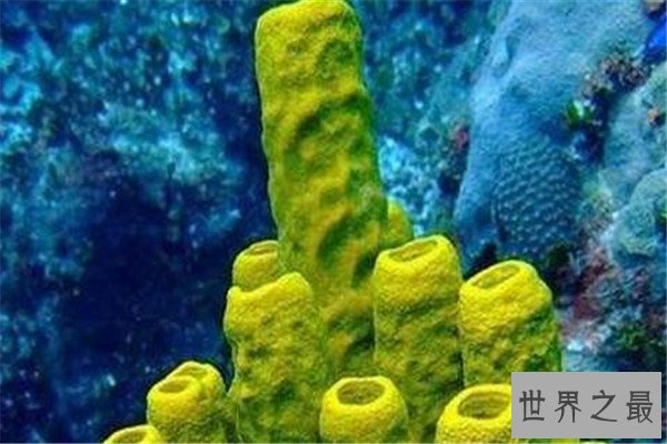 世界十大古老动物 蝌蚪虾长相丑陋，七鳃鳗会引起极度不适