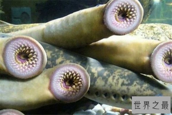 世界十大古老动物 蝌蚪虾长相丑陋，七鳃鳗会引起极度不适