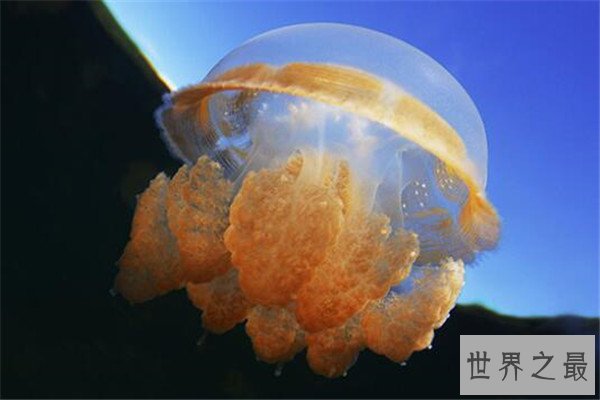 世界十大古老动物 蝌蚪虾长相丑陋，七鳃鳗会引起极度不适