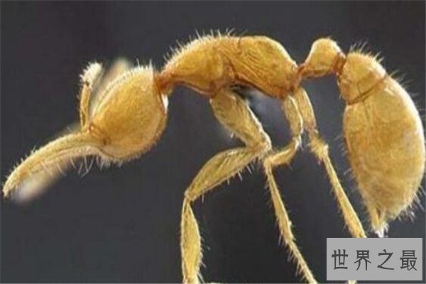 世界十大古老动物 蝌蚪虾长相丑陋，七鳃鳗会引起极度不适