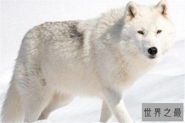 世界十大最美动物 斑马上榜，第三是北极圈的原住民