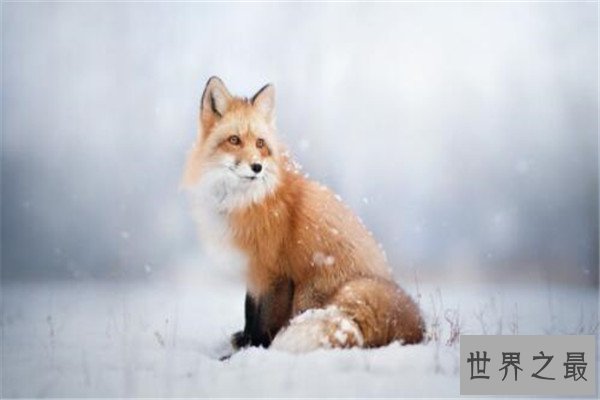 世界十大最美动物 斑马上榜，第三是北极圈的原住民