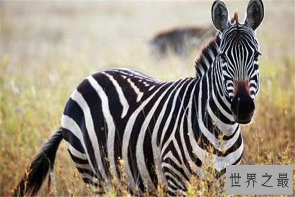 世界十大最美动物 斑马上榜，第三是北极圈的原住民