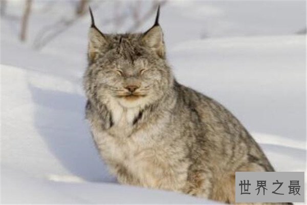 世界十大最美动物 斑马上榜，第三是北极圈的原住民