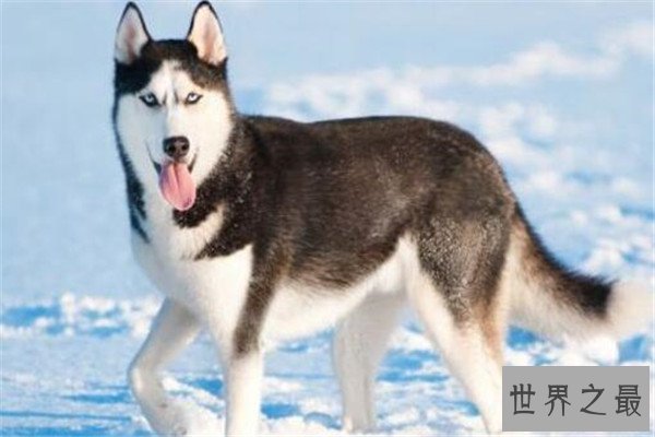 世界十大最美动物 斑马上榜，第三是北极圈的原住民