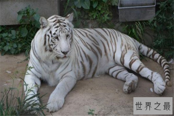 世界十大最美动物 斑马上榜，第三是北极圈的原住民