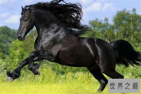 世界十大最美动物 斑马上榜，第三是北极圈的原住民