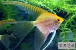 世界十大最美动物 斑马上榜，第三是北极圈的原住民