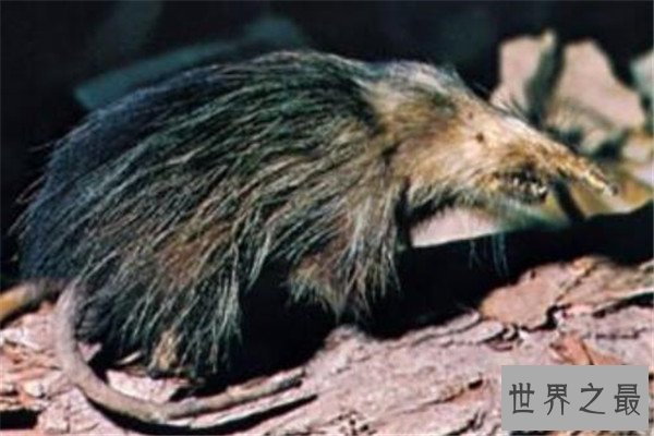 世界十大诡异的动物 新生指猴濒临灭绝，貘的鼻子神似猪鼻子