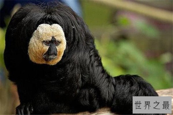 世界十大诡异的动物 新生指猴濒临灭绝，貘的鼻子神似猪鼻子