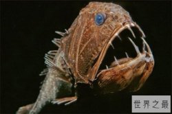 世界十大诡异的动物 新生指猴濒临灭绝，貘的鼻子神似猪鼻子