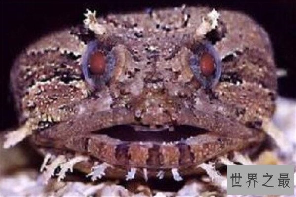 世界十大诡异的动物 新生指猴濒临灭绝，貘的鼻子神似猪鼻子