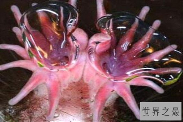 世界十大诡异的动物 新生指猴濒临灭绝，貘的鼻子神似猪鼻子