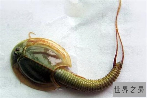 世界十大诡异的动物 新生指猴濒临灭绝，貘的鼻子神似猪鼻子