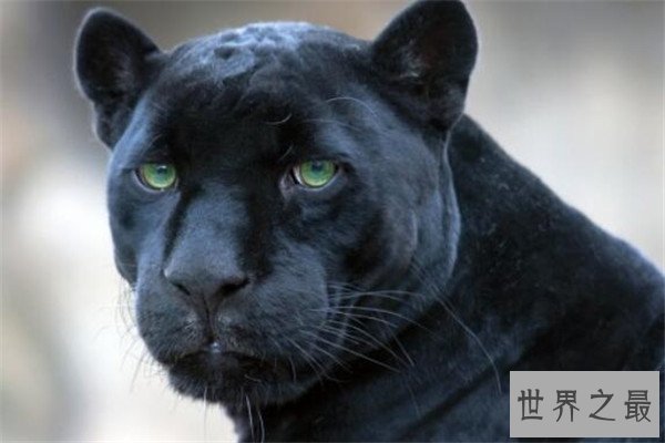 世界十大最美动物 斑马上榜，第三是北极圈的原住民