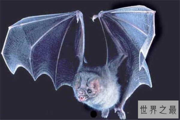 世界十大罕见动物 玻璃蛙能看到内脏，长耳跳鼠像是米老鼠