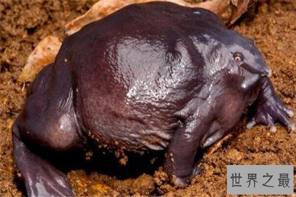 世界十大罕见动物 玻璃蛙能看到内脏，长耳跳鼠像是米老鼠