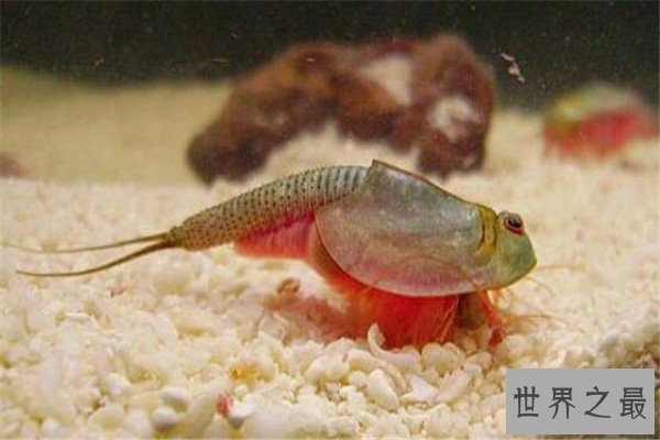 世界十大罕见动物 玻璃蛙能看到内脏，长耳跳鼠像是米老鼠