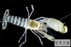 世界十大罕见动物 玻璃蛙能看到内脏，长耳跳鼠像是米老鼠