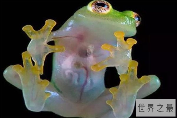 世界十大罕见动物 玻璃蛙能看到内脏，长耳跳鼠像是米老鼠