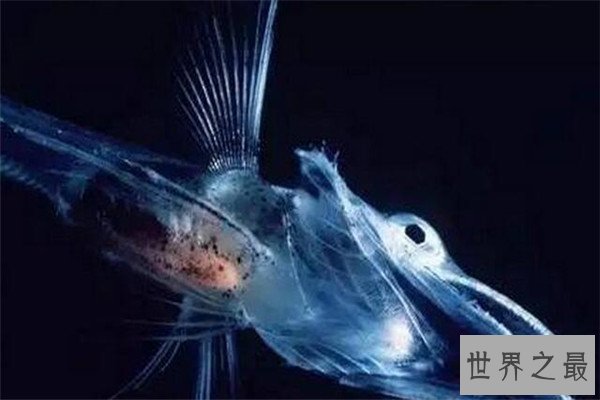 世界十大罕见动物 玻璃蛙能看到内脏，长耳跳鼠像是米老鼠